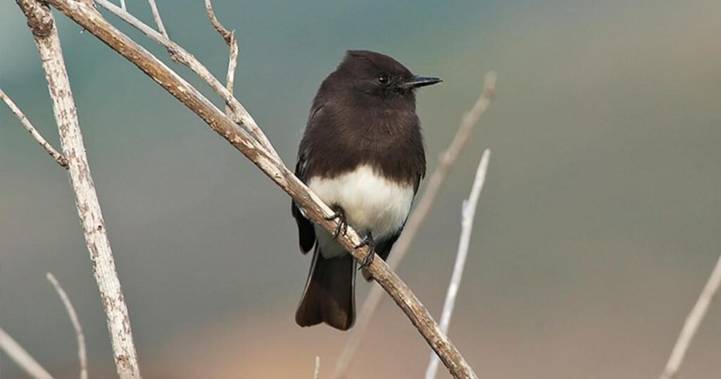 black phoebe