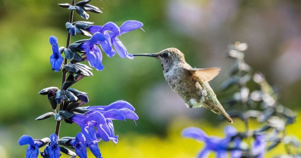 hummingbird attract lupine