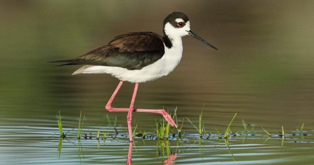 black necked stilt