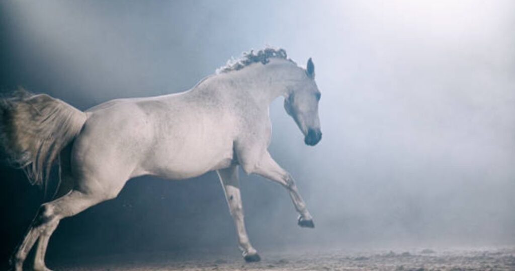 horse in fog