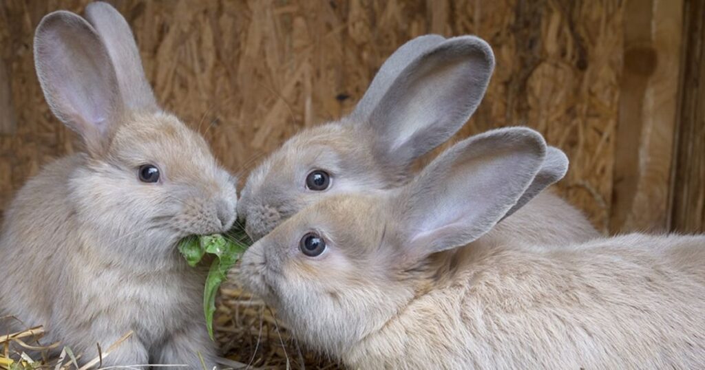 rabbit stay healthy