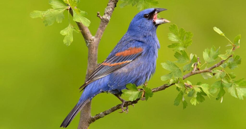 blue grosbeak
