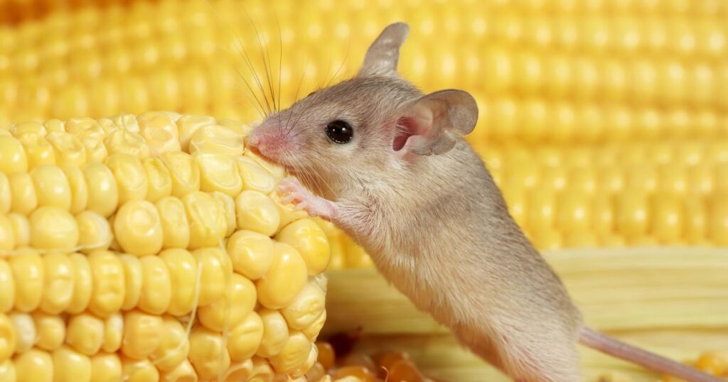 mice eat grains