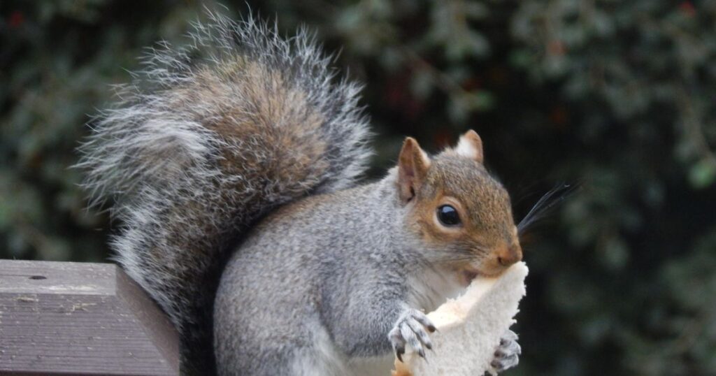 squirrels eat bread