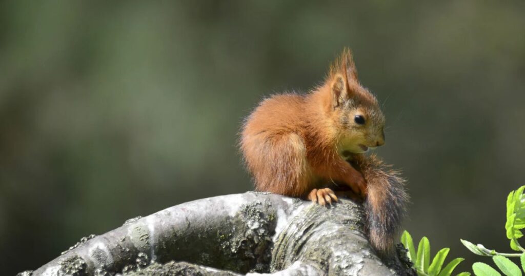 squirrel baby eats