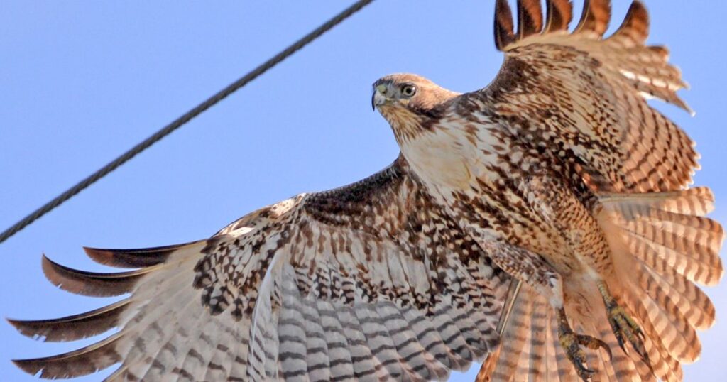 Cooper's hawk