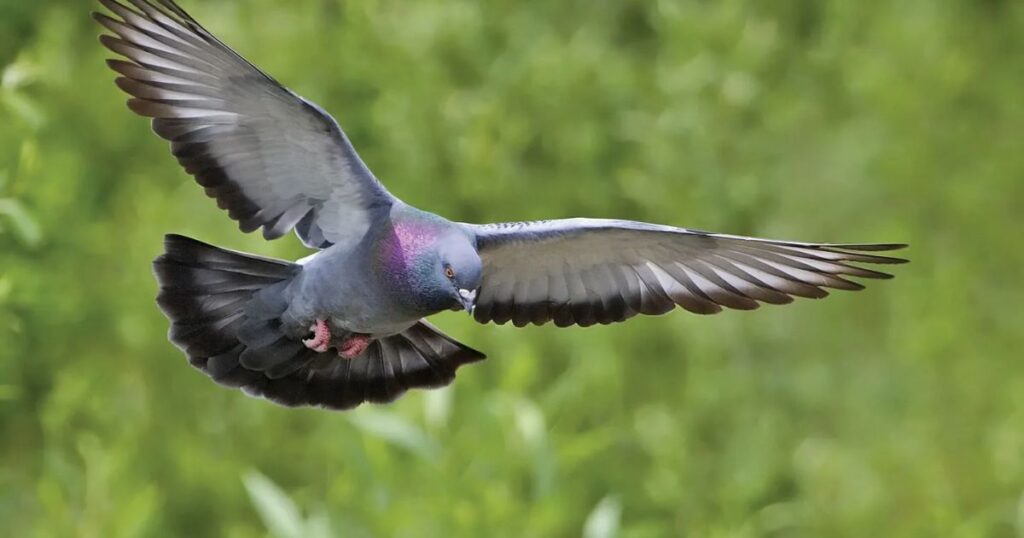 how long do pigeons live