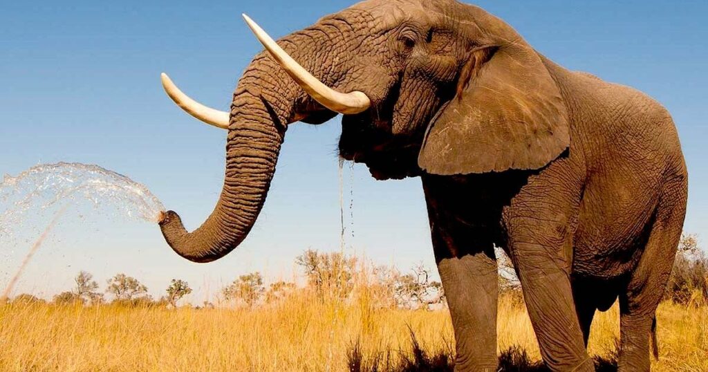 Elephant Spiritual Meaning: Is It Your Spirit Animal?