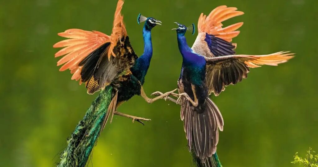 Can Peacocks Fly? Myths vs. Reality