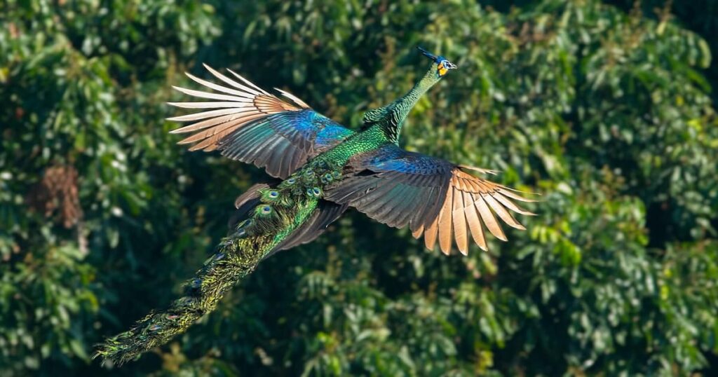 peacock