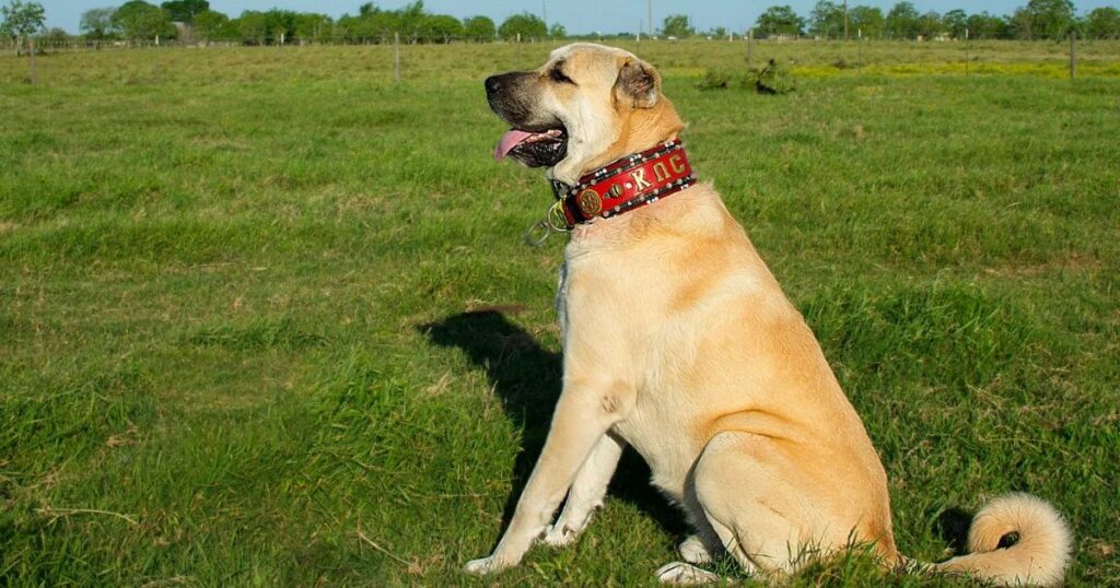 Turkish Boz Shepherd: A Breed Shaped by History and Tradition