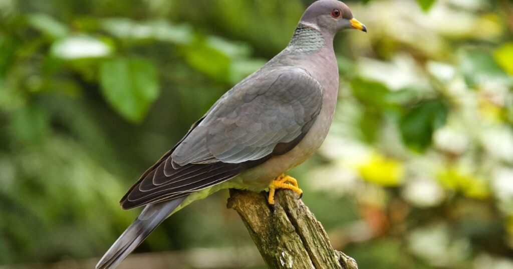 band tail pigeons