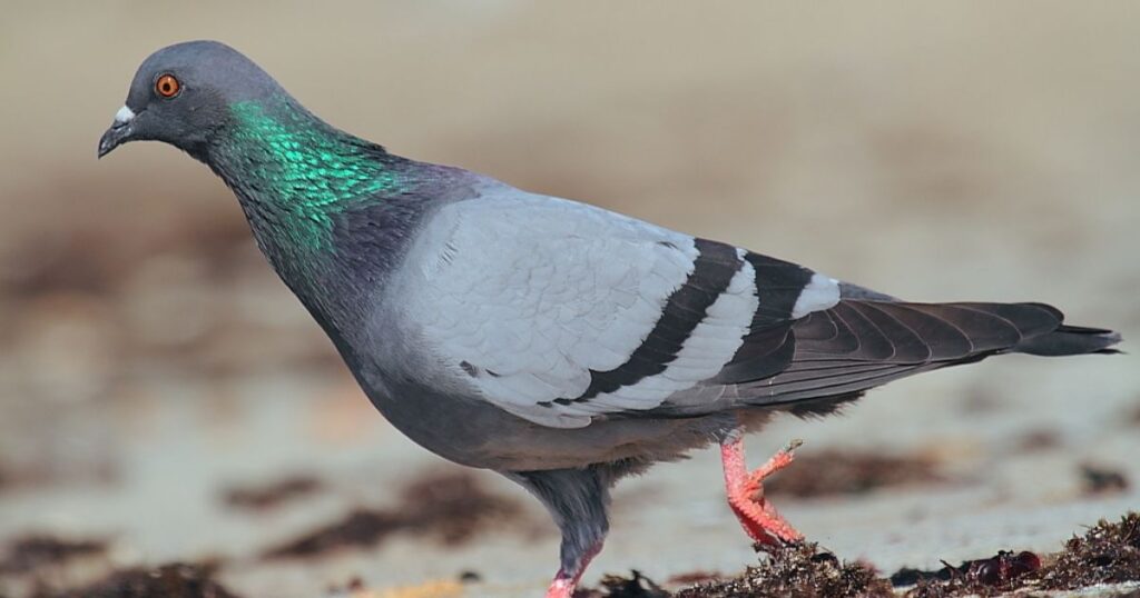 characteristics of pigeons
