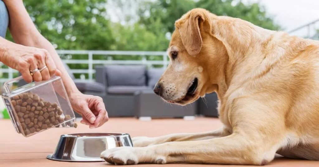 fatten up your dog with human food