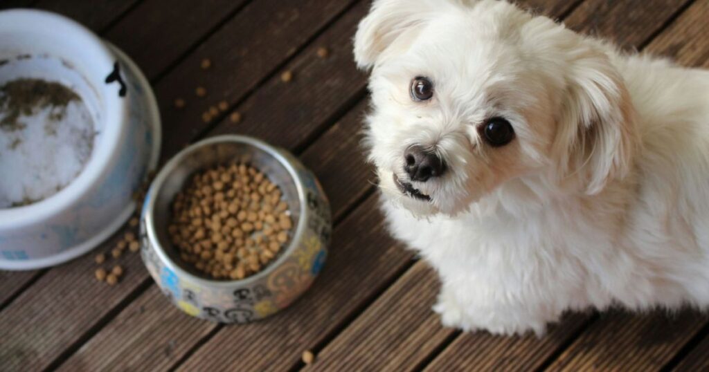fatten dog up