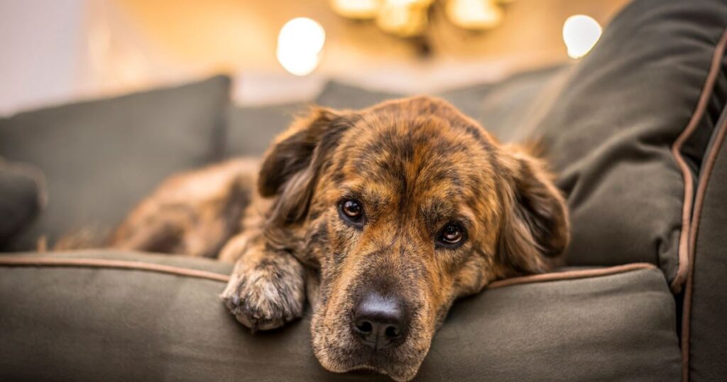 dogs in stress