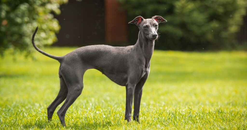 Dog is thin