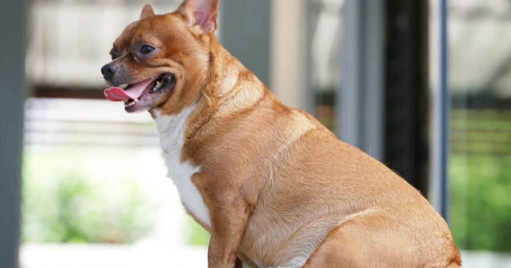 dogs put on weight