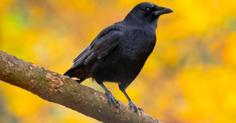 Spiritual Meaning Of Crows
