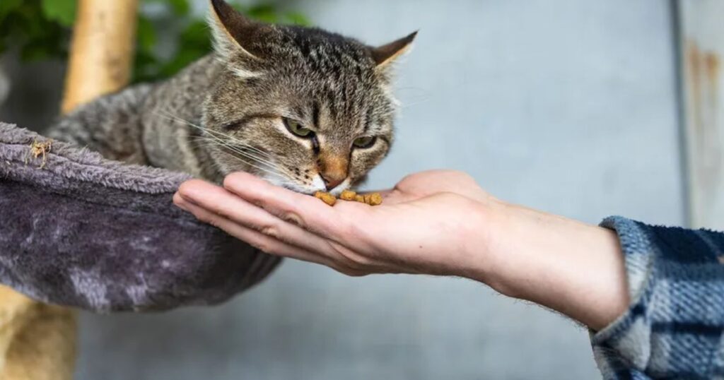 Why Do Cats Meow