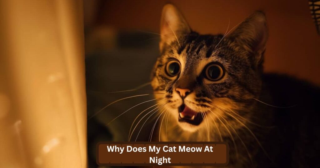 Why Does My Cat Meow At Night