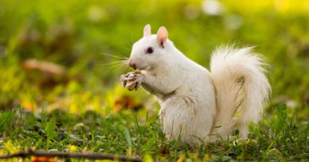 albino squirrel meaning