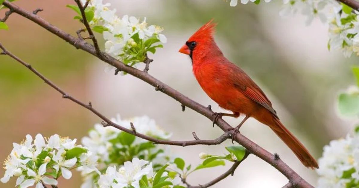 cardinal bird meaning