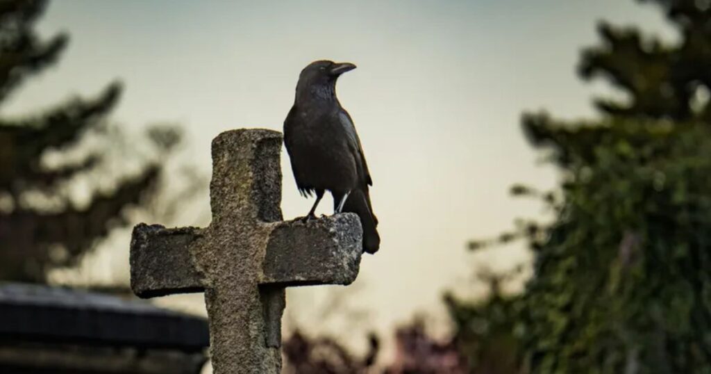crow spiritual meaning