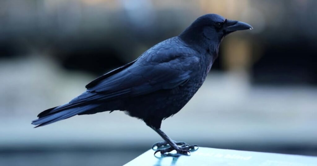 crow symbolism