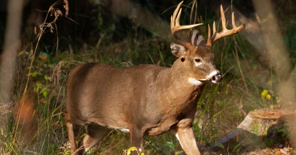 dead deer spiritual meaning 