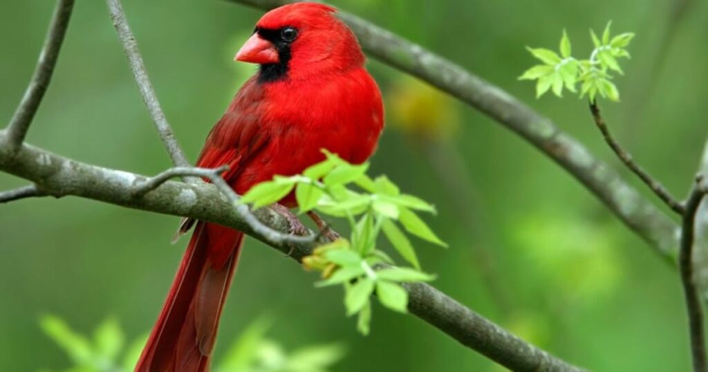 red bird meaning