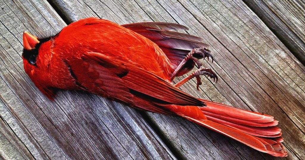 red cardinal meaning