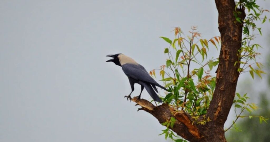 what do crows symbolize