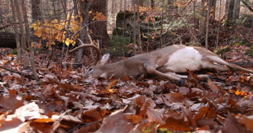 what does a dead deer symbolize