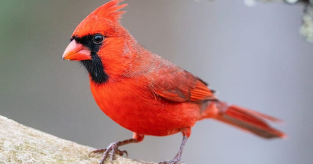 what does it mean when you see a red cardinal