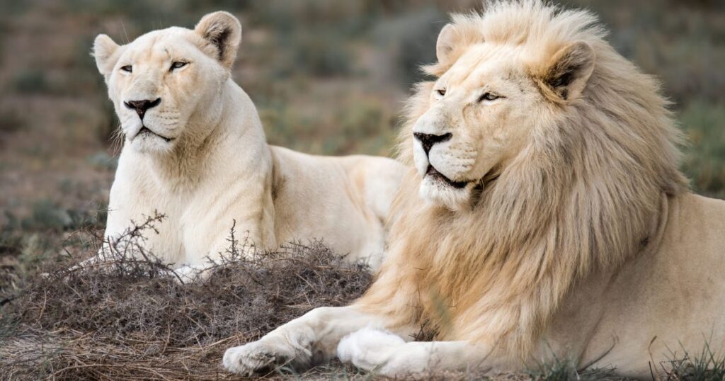 white lion meaning