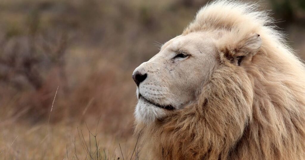 white lion symbolism