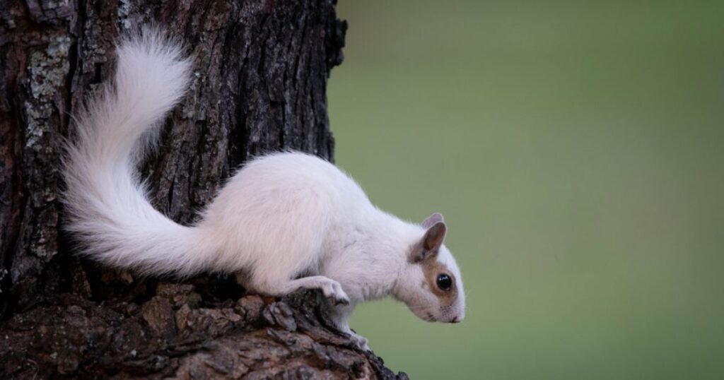 white squirrel meaning