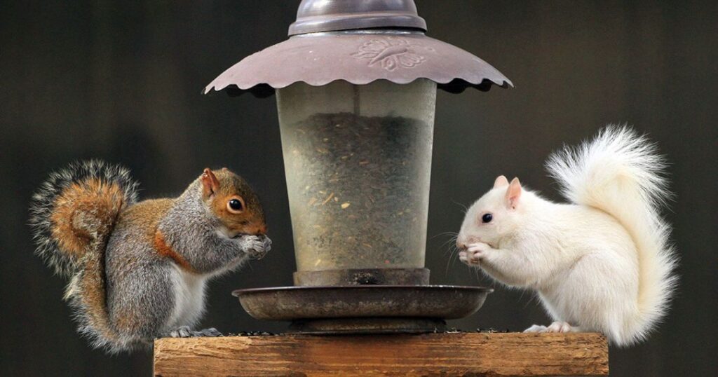 white squirrel meaning spiritual