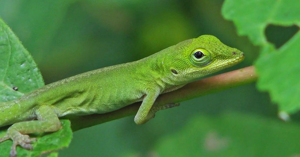 Green Lizard