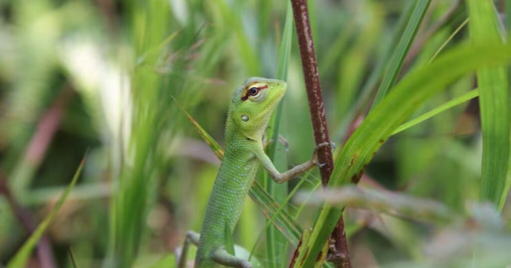 big green lizard
