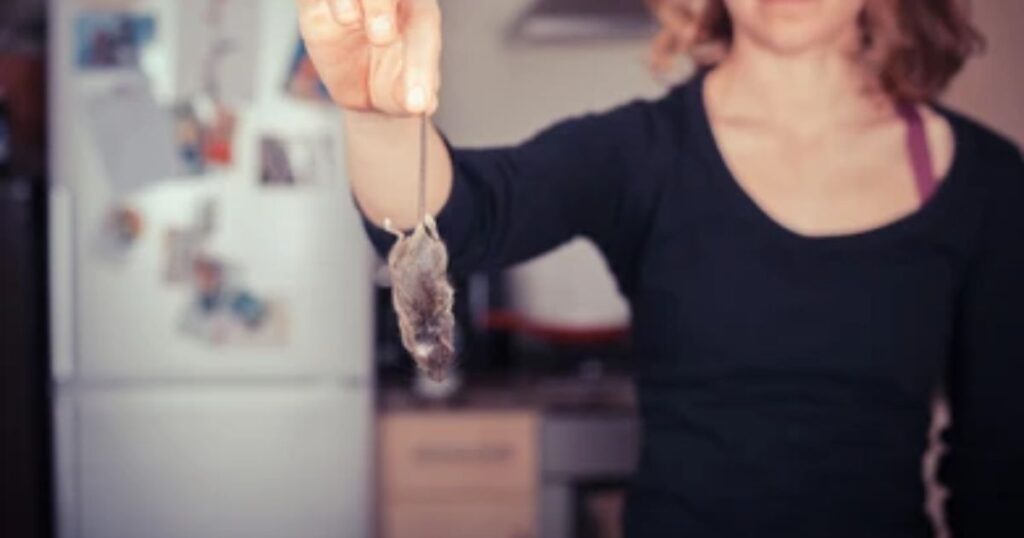 dead mouse in house spiritual meaning