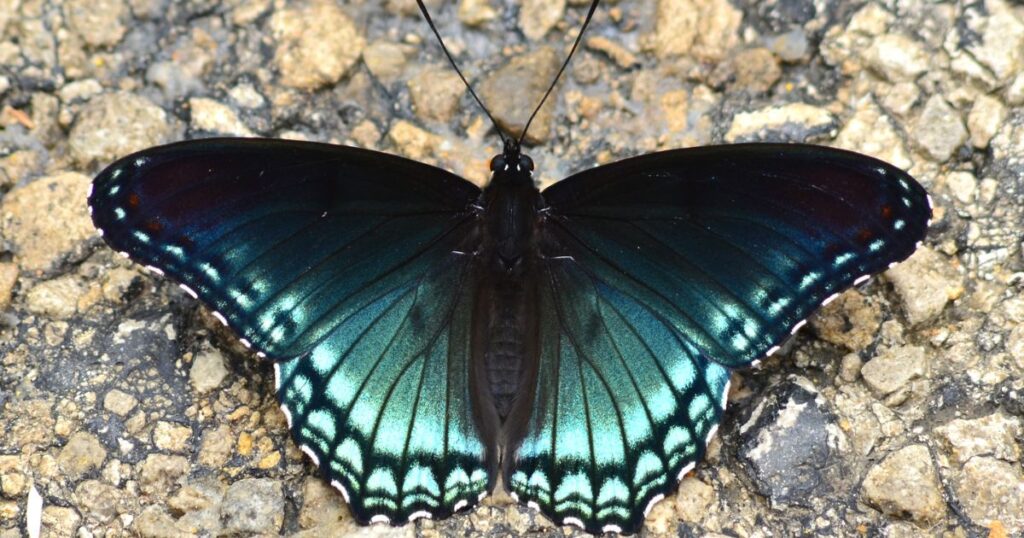 different types of butterflies