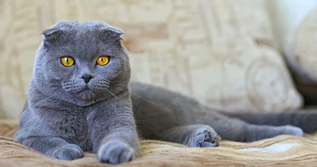 gray cat breeds with green eyes