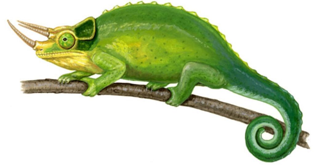 green lizards